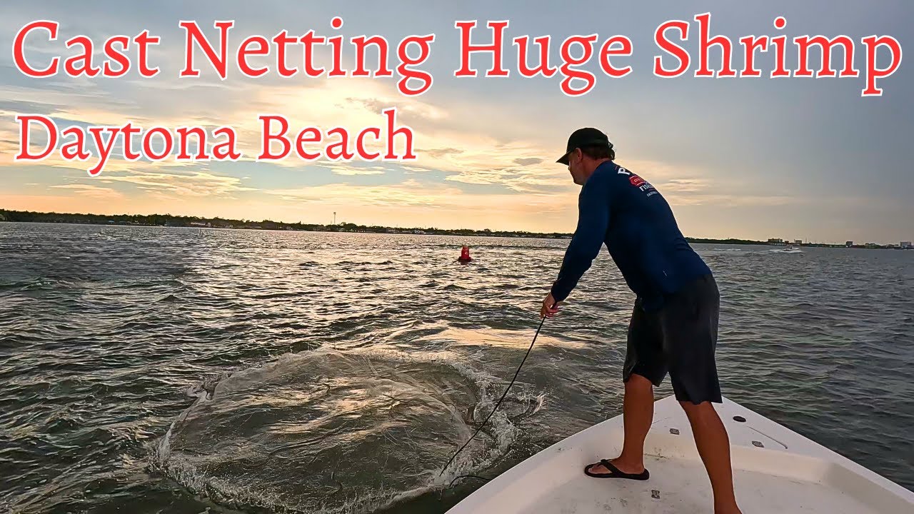 Shrimping in Daytona Beach  Cast Netting Huge Shrimp!