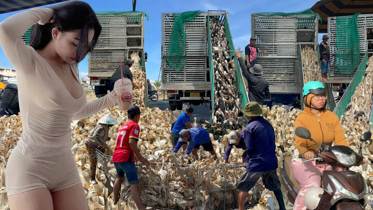 Full video: Ducks are loaded onto a truck and released in the field to graze