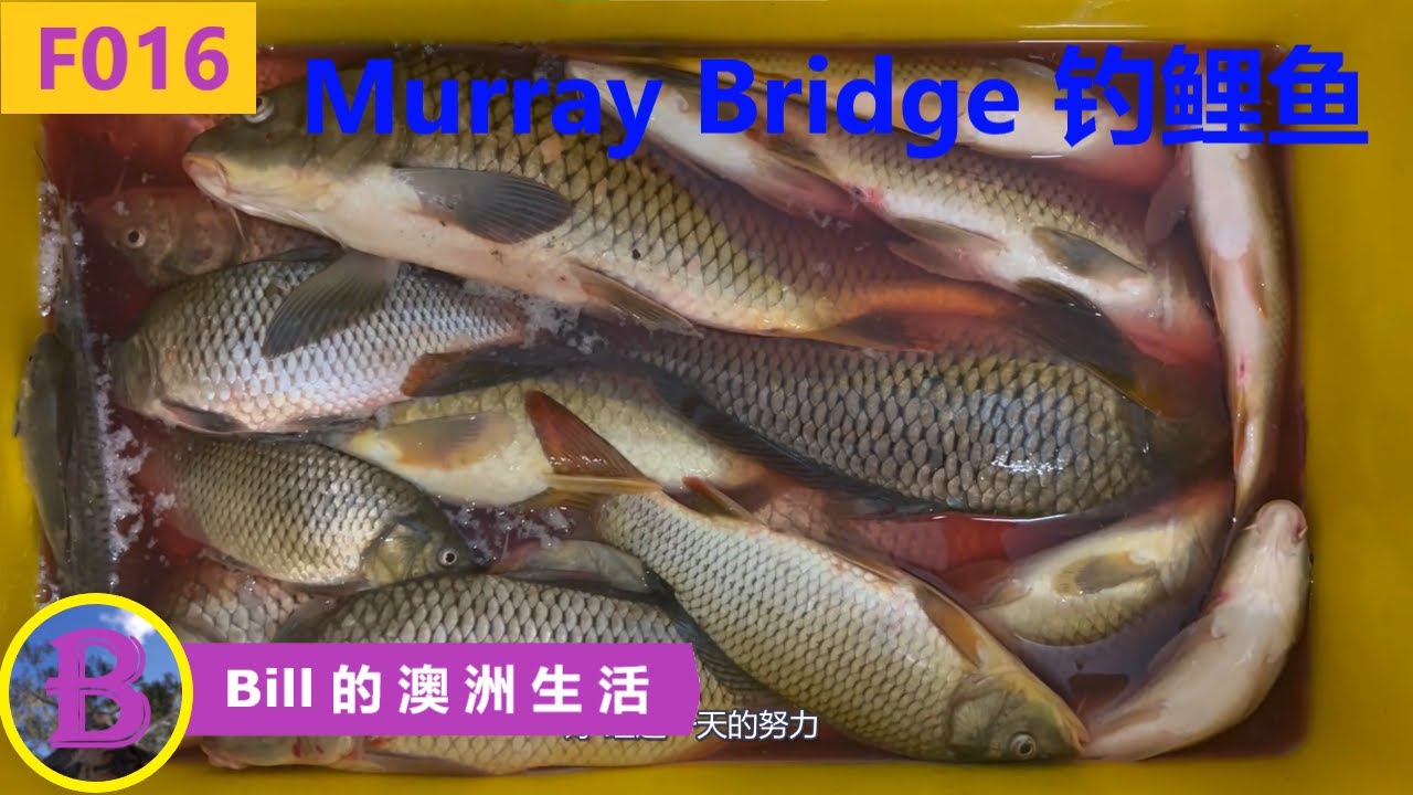 南澳Murray River钓鲤鱼 | 钓鲤鱼的技巧 | 绝对不能放回水中