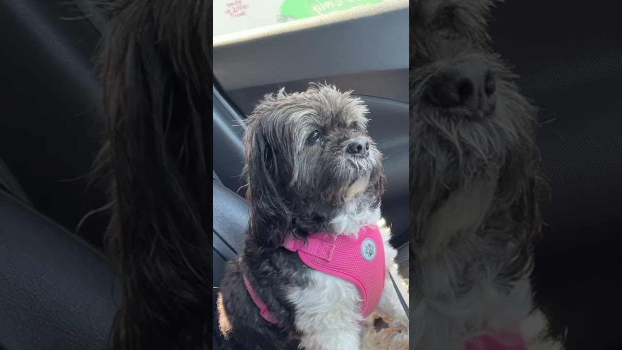 I think she was mad at me&hellip;#christianvlog #dog #faithvlog #funny #sassydog #jesuschrist