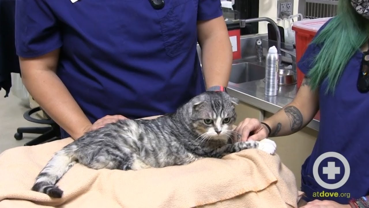 Restraint Techniques for Brachycephalic Cats
