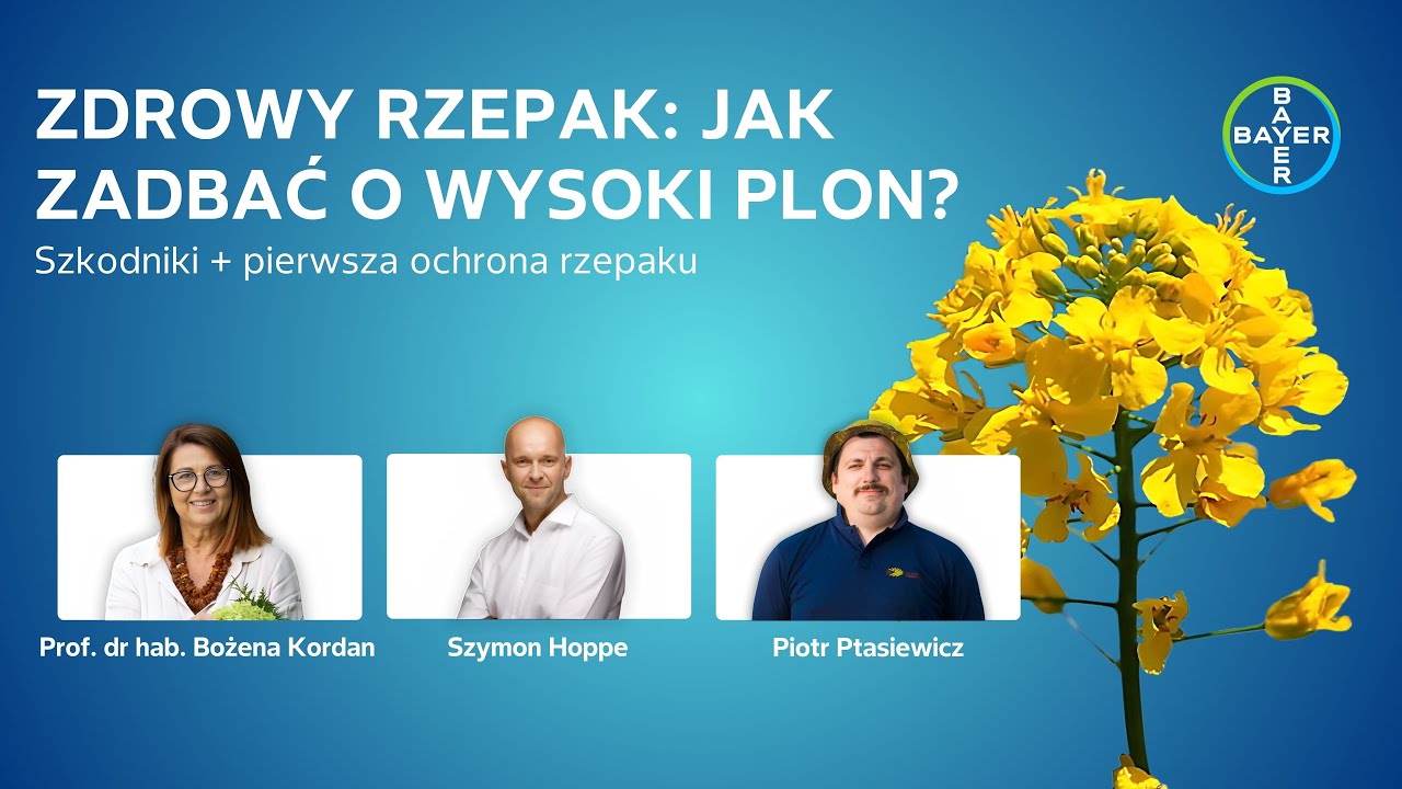 ZDROWY RZEPAK: Jak zadbać o wysoki plon?