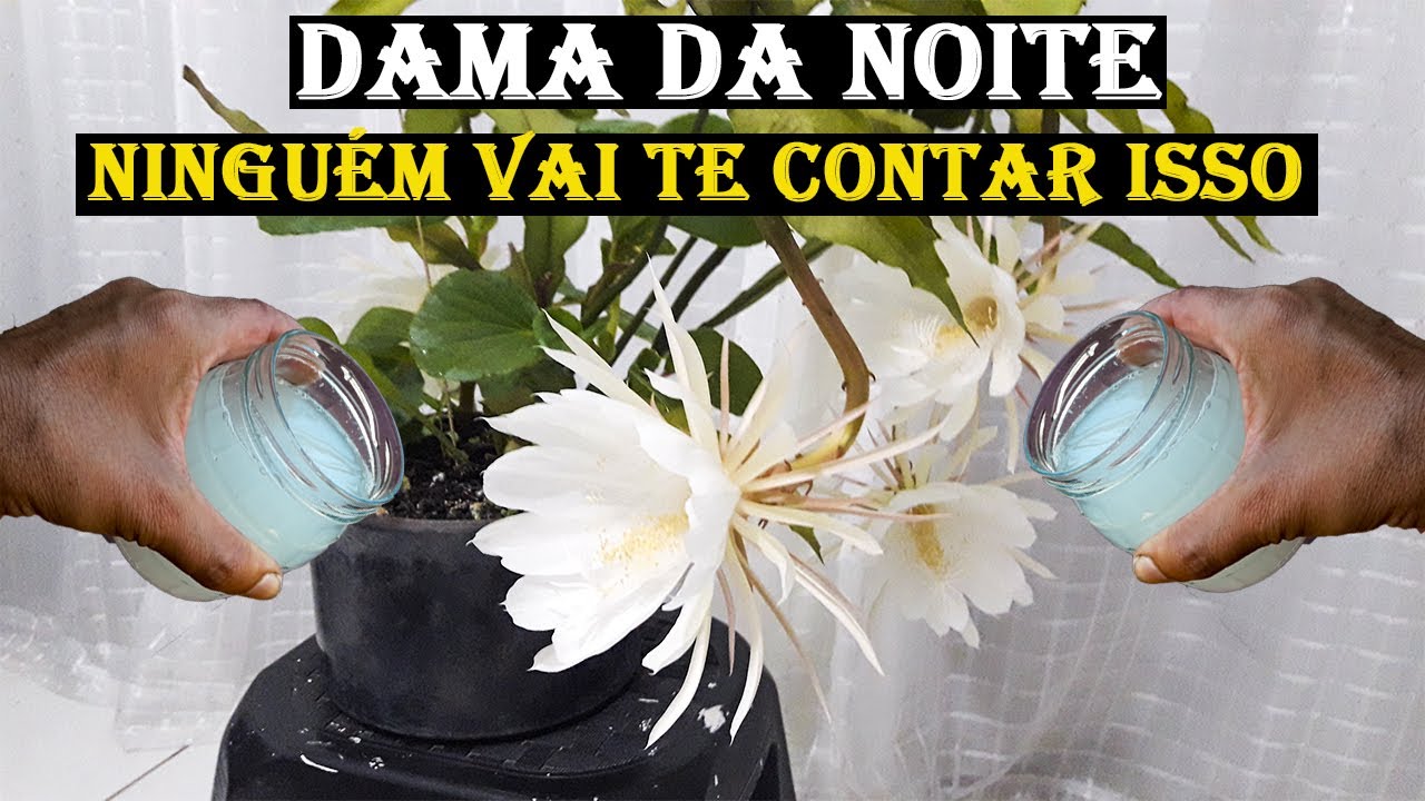Dama da noite Sensacional! Faz envergar de tantas flores (qualquer planta)