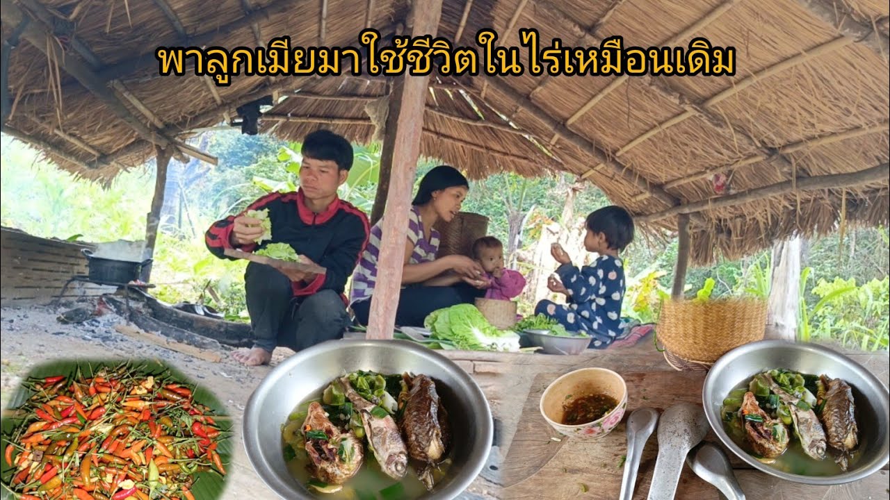 พาลูกเมียเข้ามาใช้ชีวิตในไร่ เก็บพริก ต้มปลาแห้งใส่ผักกาด สำหรับอาหารเที่ยง-บ่าวยืง
