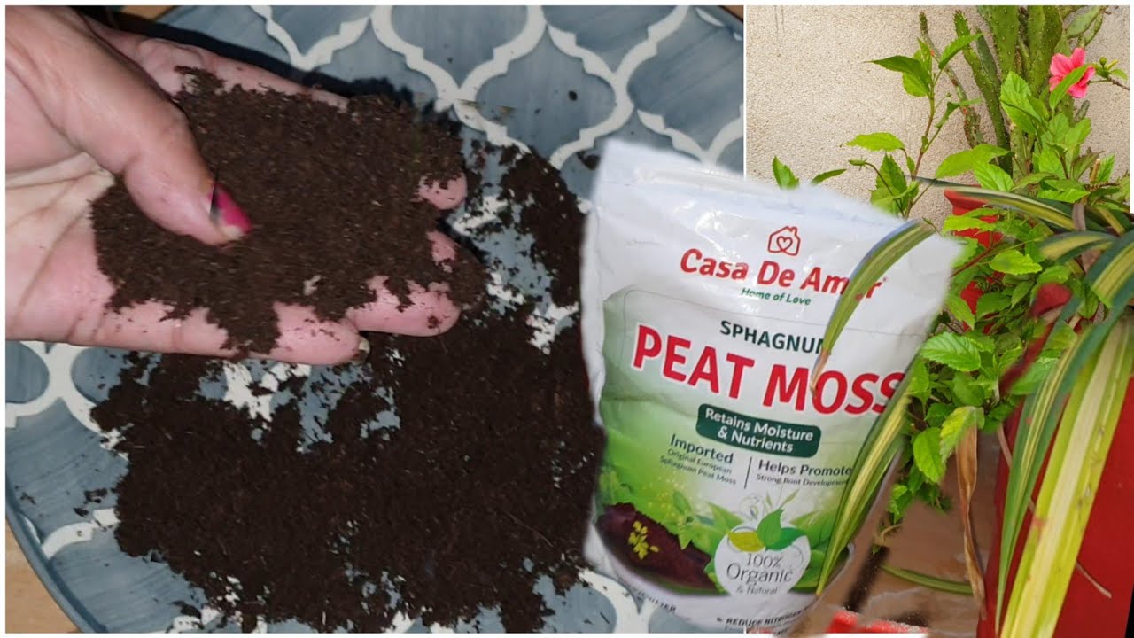 What is Peat Moss? - Use of Peat Moss in Gardening / Benefit of Peat Moss in Gardening