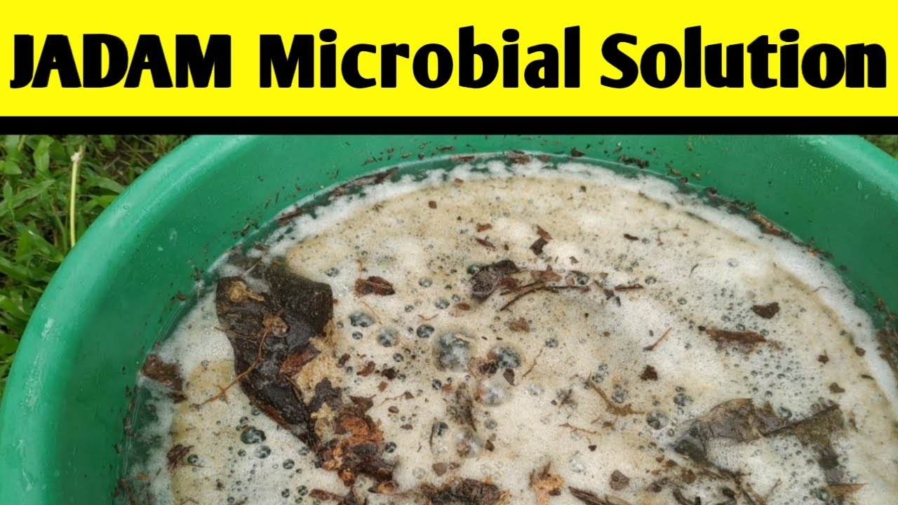 Preparation of JADAM Microbial Solution! Microbes for Organic Farming #JMS! #jadam! @JADAMORGANIC