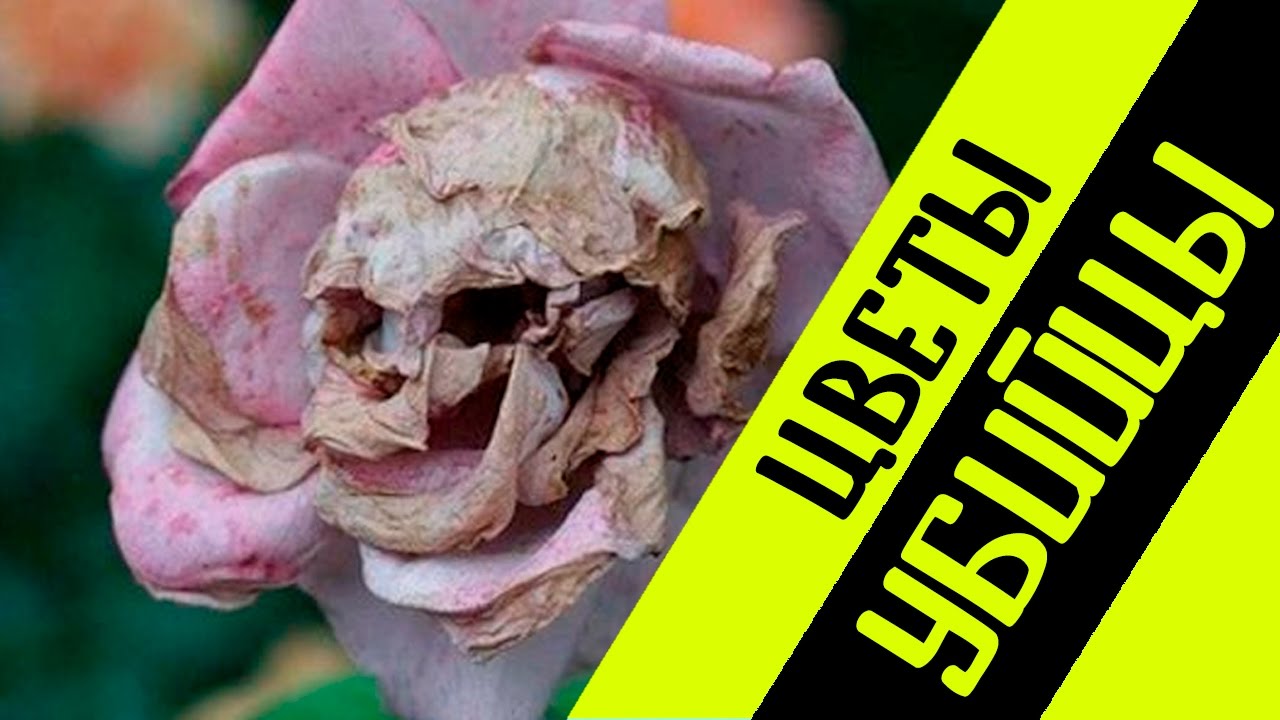 😦 ЦВЕТЫ, КОТОРЫЕ УБЬЮТ ВАС ЗА СЕКУНДУ! | ТОП 10 ЦВЕТЫ - УБИЙЦЫ