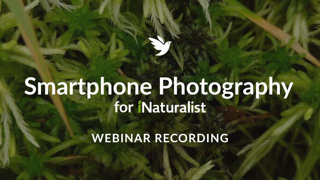 Смартфонная фотография для iNaturalist | Вебинар