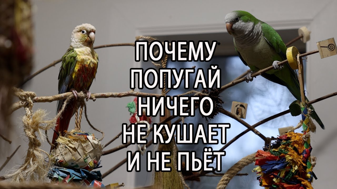 ПОЧЕМУ ПОПУГАЙ НИЧЕГО НЕ ЕСТ И НЕ ПЬЕТ