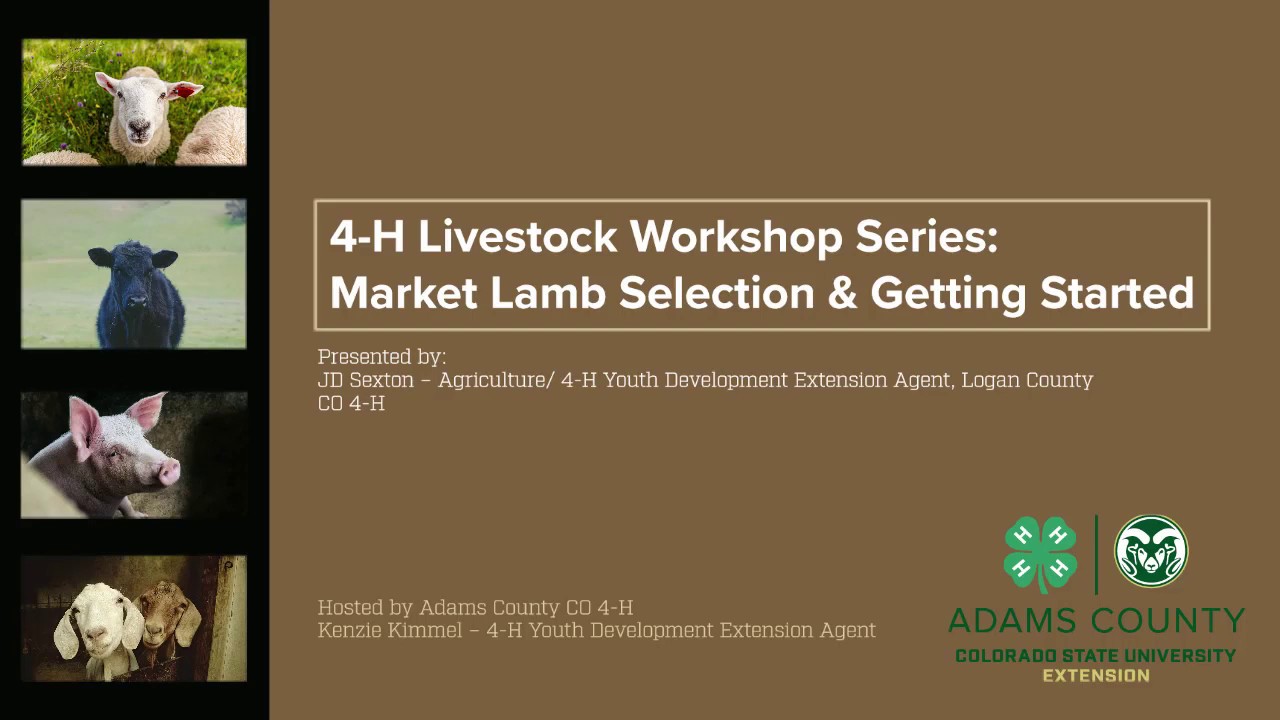 4-H Livestock Workshop Series: Market Lamb Selection & Getting Started