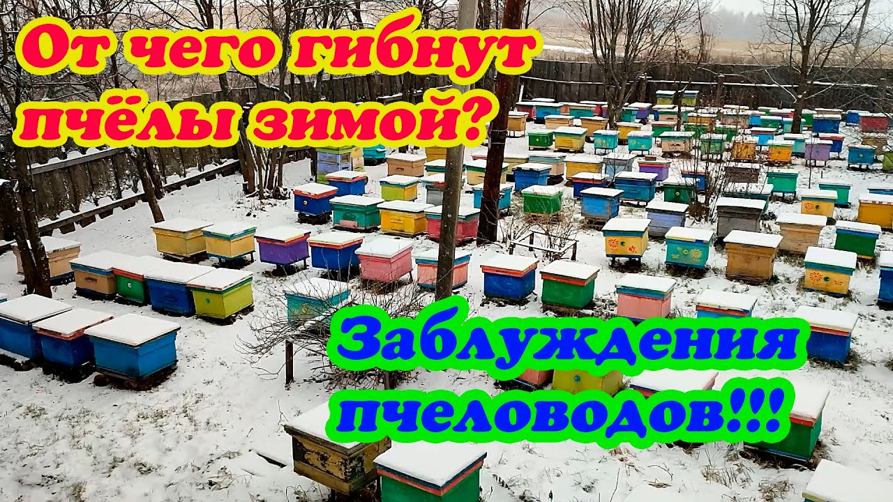 ГИБНУТ ПЧЁЛЫ, В ЧЁМ ПРИЧИНА? КТО ВИНОВАТ, СЛЁТ ПЧЁЛ КОЛЛАПС ИЗ ЗА ОС ИЛИ КЛЕЩА?