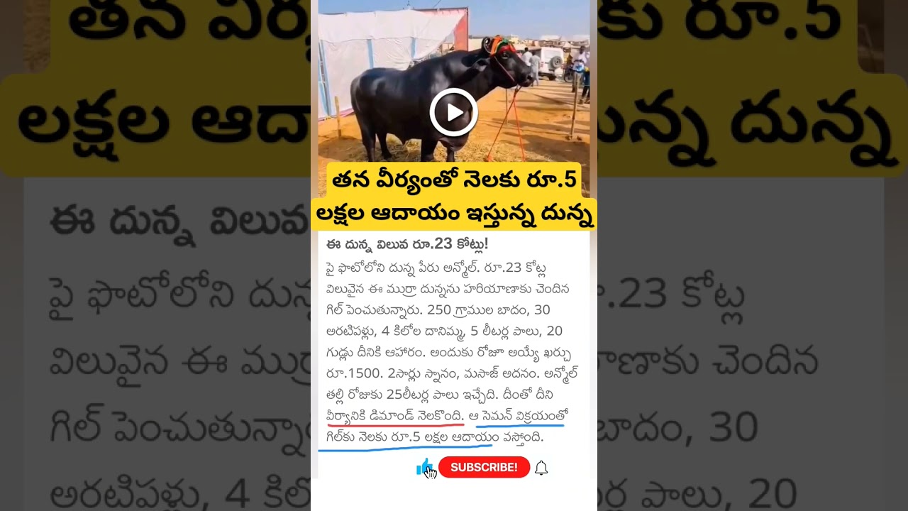 Anmol, The 1500 Kg Buffalo From Haryana, Is Worth Rs 23 Crore