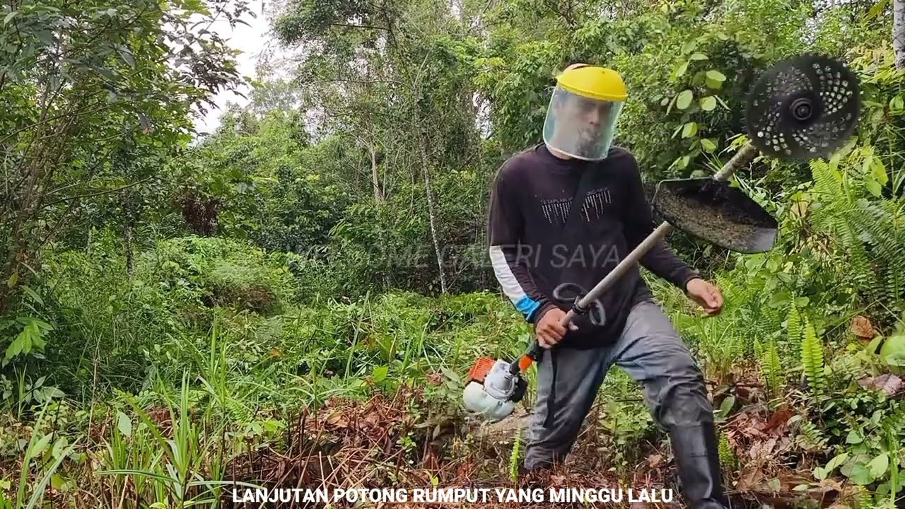 Part 15‼️Lanjutan Potong Rumput Semak Belukar Menggunakan Mesin Rumput STIHL FS 3001 DI Kebun.