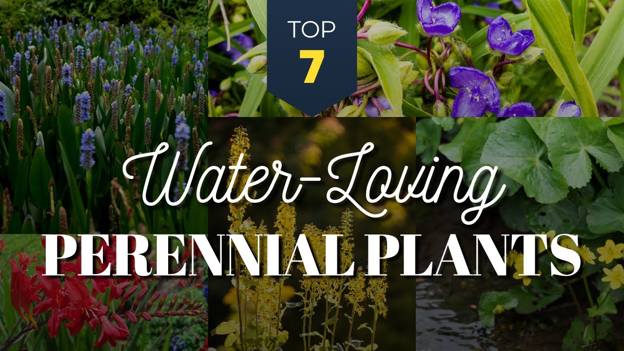 7 Best Water Loving Perennial Plants 🌺💦 for Moist and Wet Garden Area 🌿💧