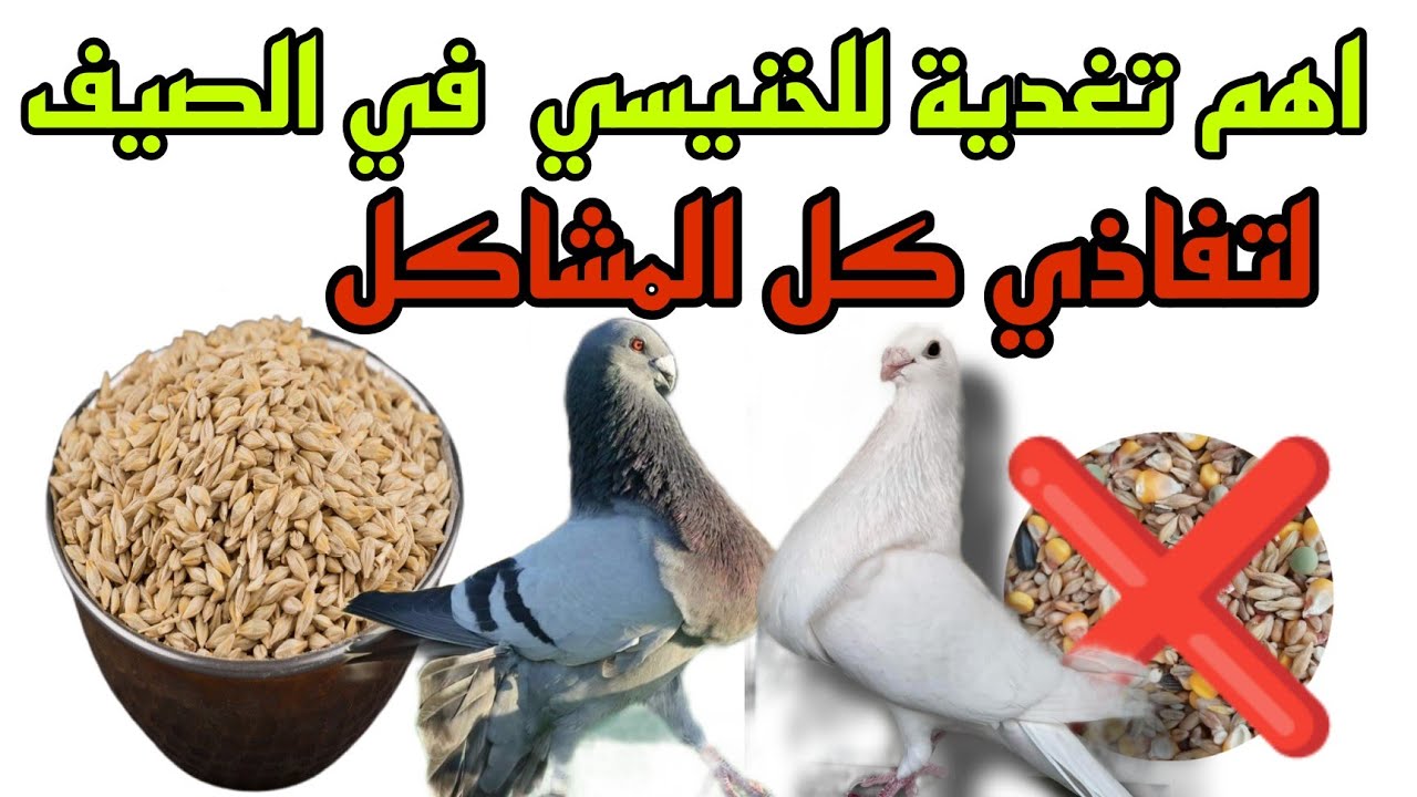 التغذية  الصحيحة مع القياس لحمام الخنيسي في الحرارة لتفادي مشاكل الحوصلة معلومات مهمة للميتدئين