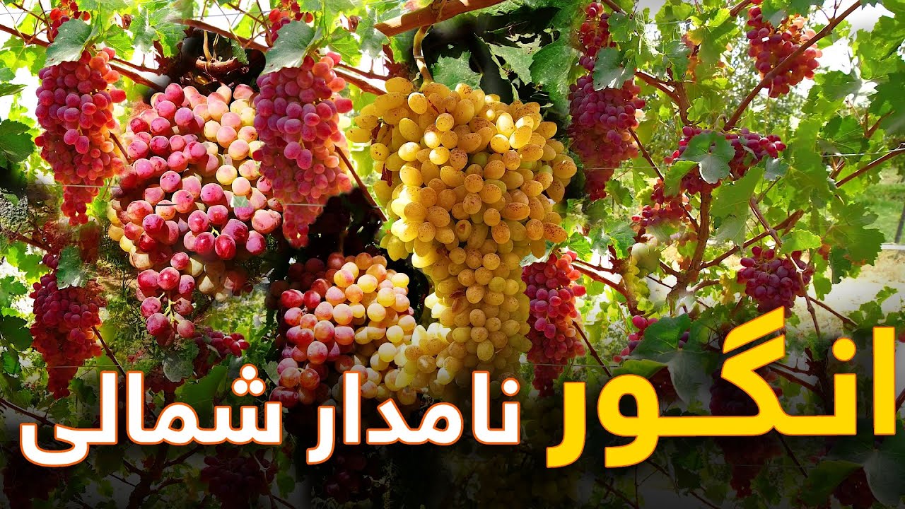 گزارش ویژه از بزرگترین باغ انگور با متنوع ترین انگور های افغانستان