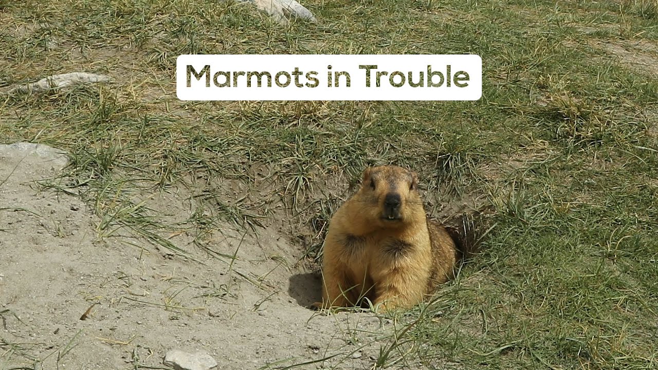 All is Not Well with the Himalayan Marmot | Ladakh's Rural Wildlife In Danger |@RoundglassSustain