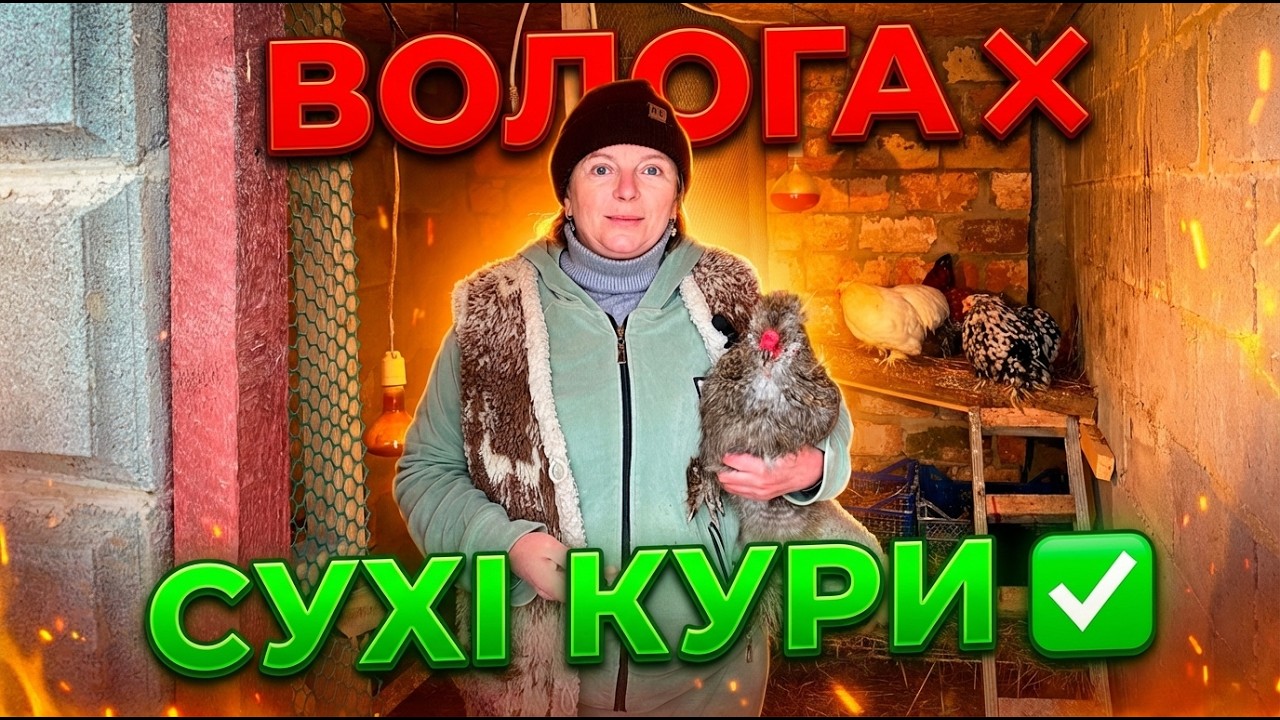 Волога в курнику ❌ Як запобігти проблемі? Сухий курник — здорові кури 🐔