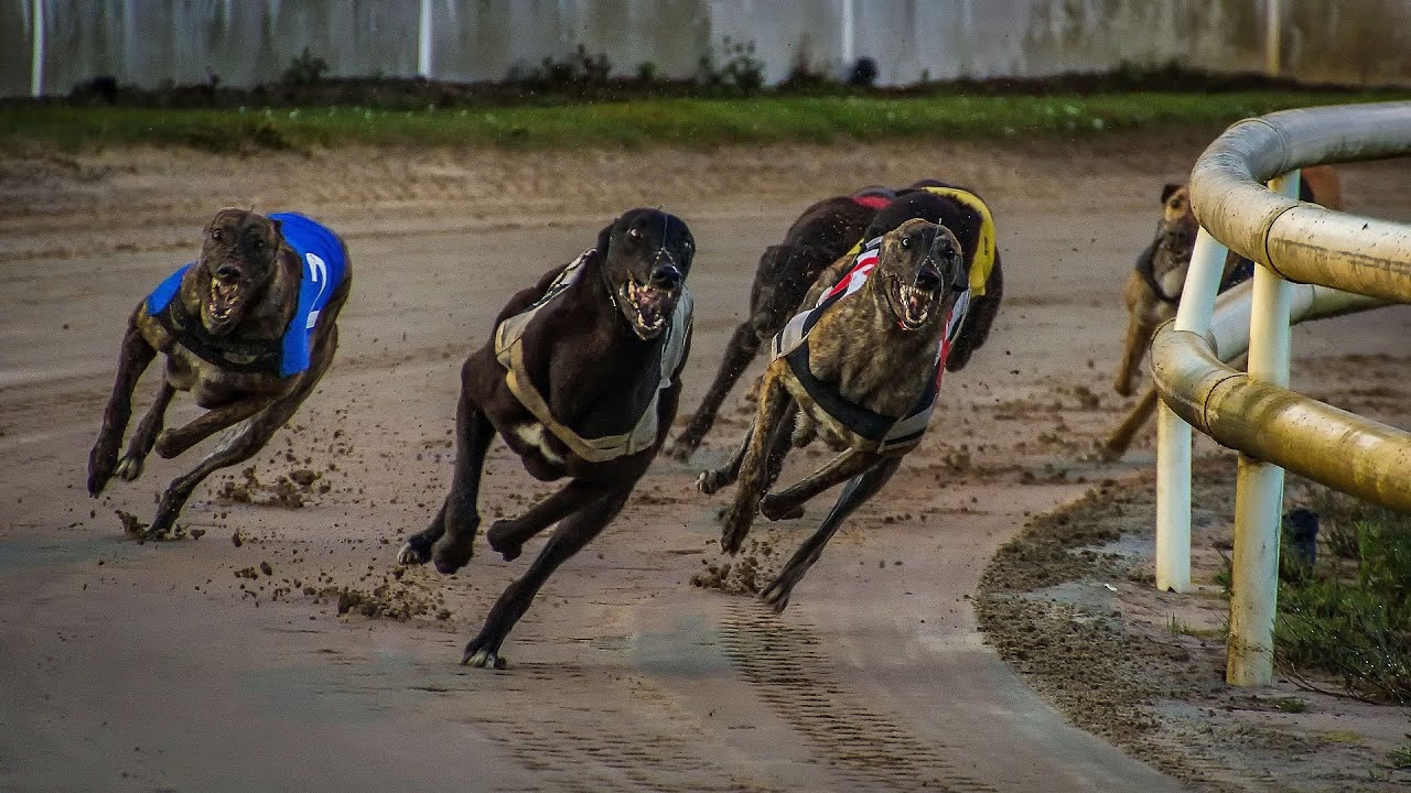 Greyhound Racing Explained