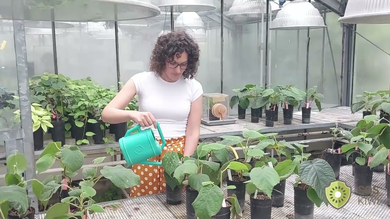 SOS-KIWI - Ricerca in serra e biocontrollo: nascono a Udine nuove strategie contro la moria del kiwi