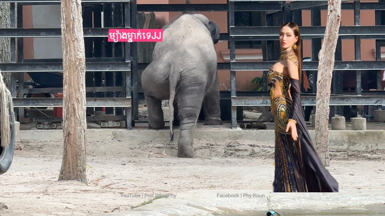 Cute and Funny little Elephants