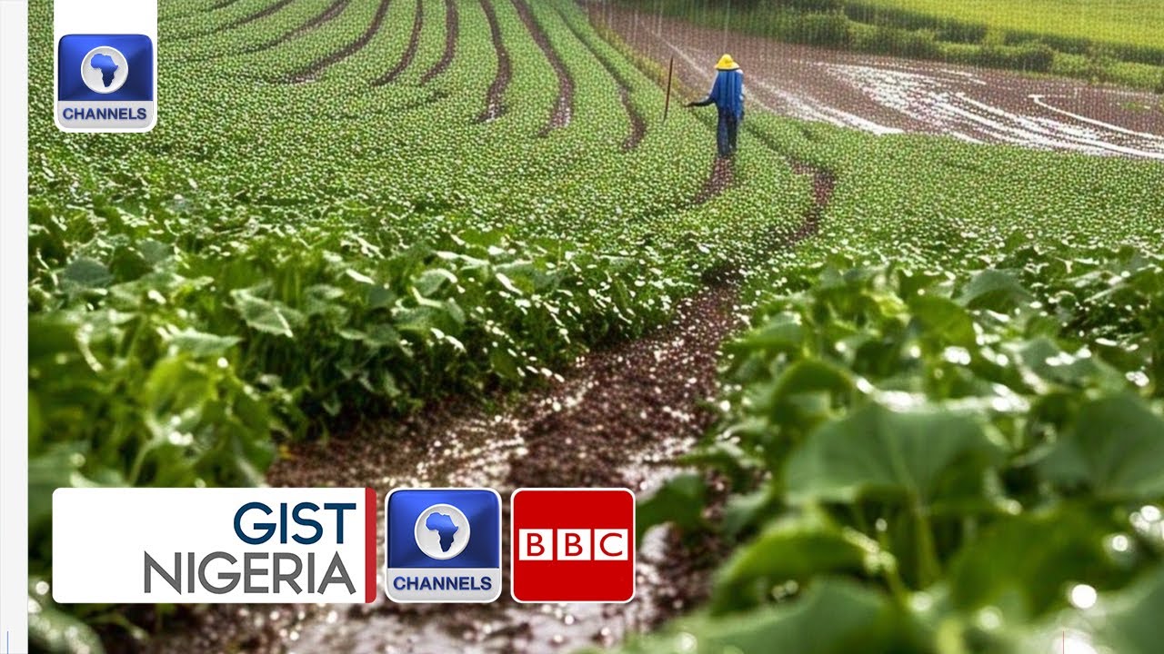 No Rain? No Problem! How Yobe Farmers Are Thriving In The Dry Season