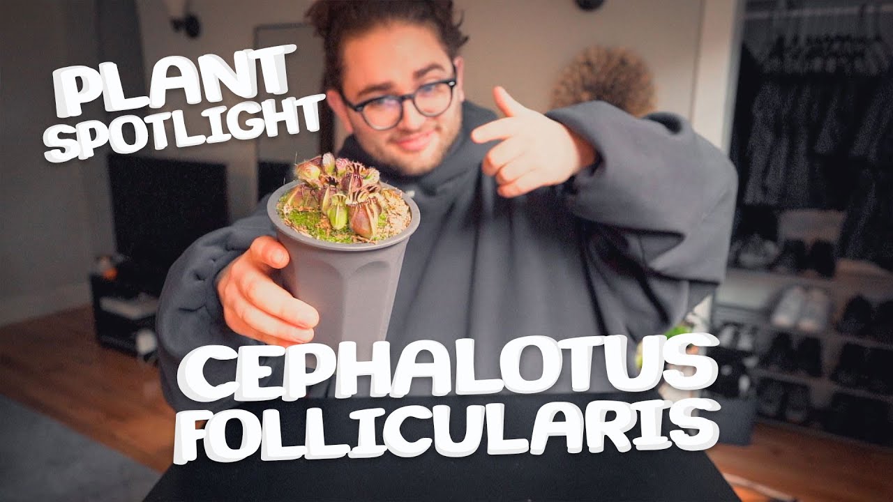 CEPHALOTUS FOLLICULARIS - Plant Spotlight & Journey