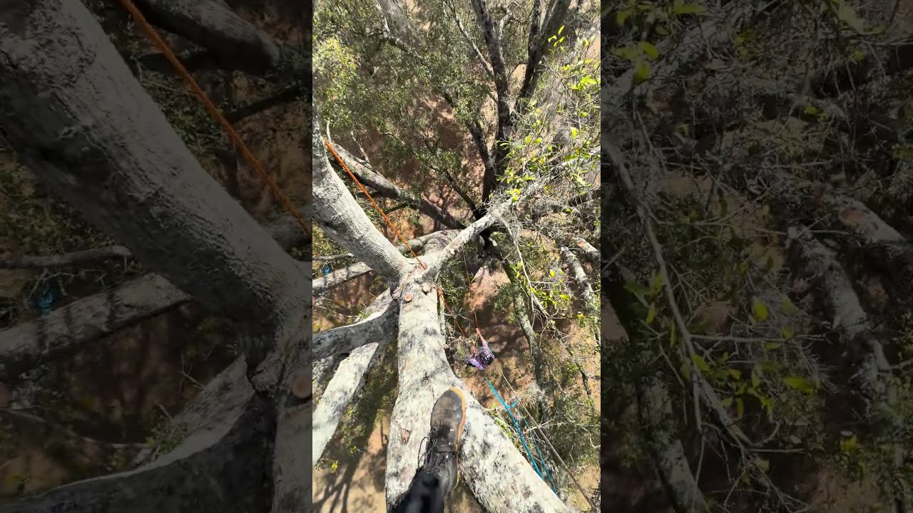 #arborist #climbing #treeclimbing #treeclimber @forrestmccullough4185