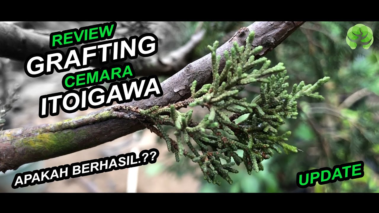 Update Grafting Cemara Itoigawa