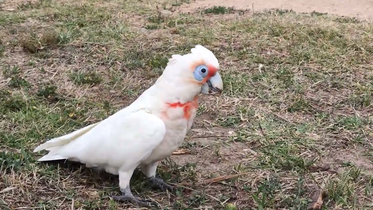 Birds in Albert Park, Melbourne
