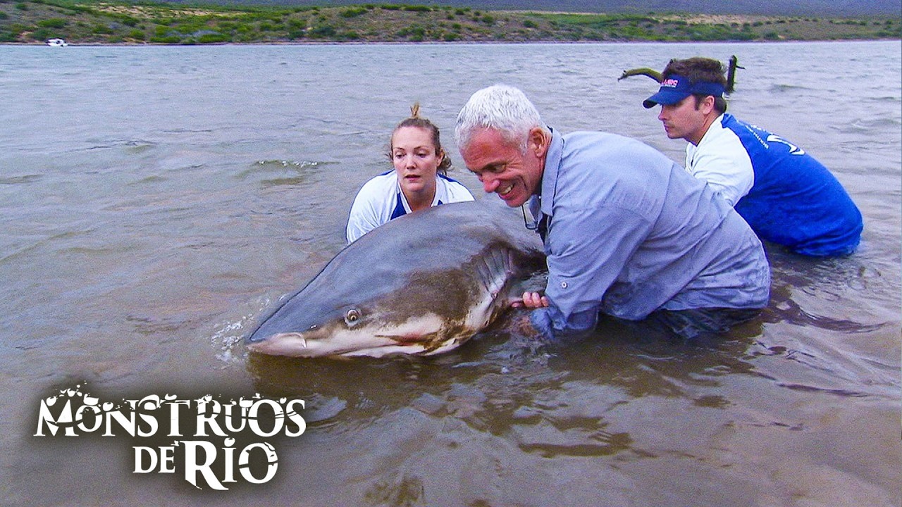 Estos Tiburones Te Har&aacute;n Gritar 🦈 | Monstruos de R&iacute;o