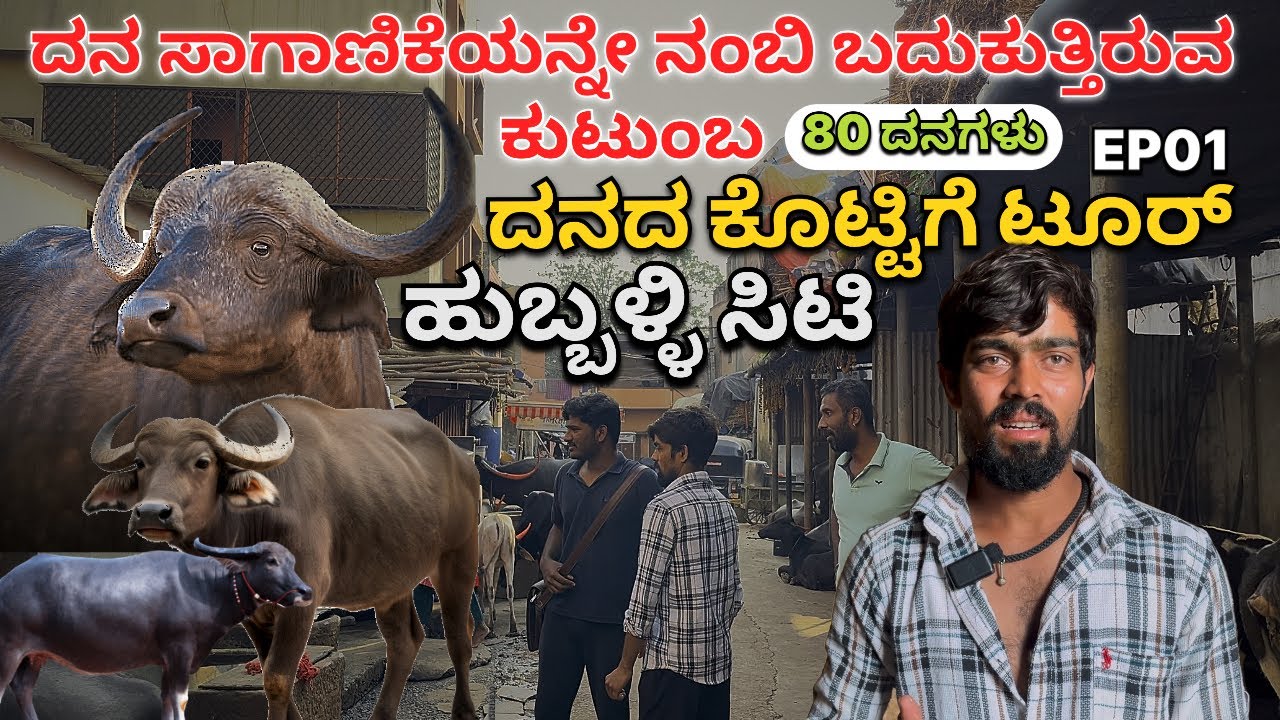 ಹುಬ್ಬಳ್ಳಿಯಲ್ಲಿ ದನ ಸಾಕಾಣಿಕೆಯನ್ನು ನಂಬಿ ಬದುಕುತ್ತಿರುವ ಕುಟುಂಬ ಕೊಟ್ಟಿಕೆ ಟೂರ್-Hubli city Cattle farming Ep1