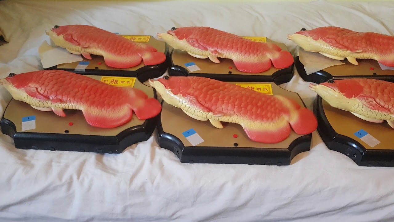 Bye bye singing arowana fish