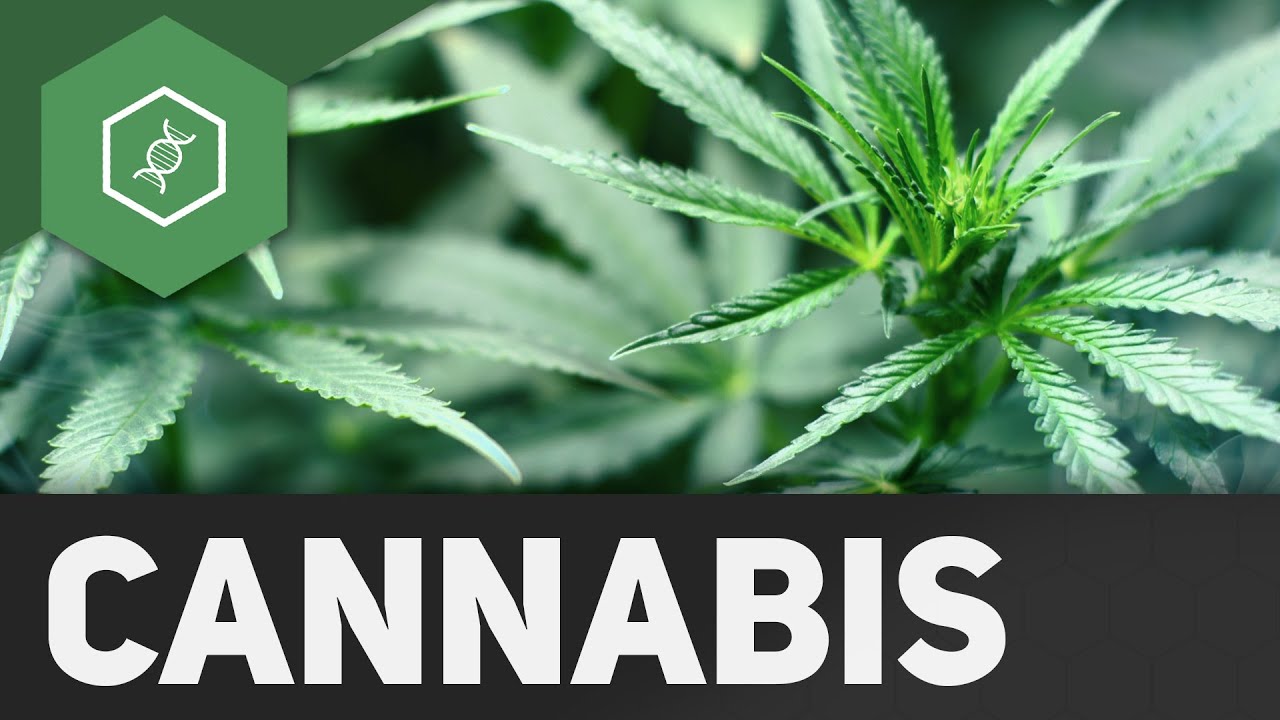 Wie wirkt Cannabis?!