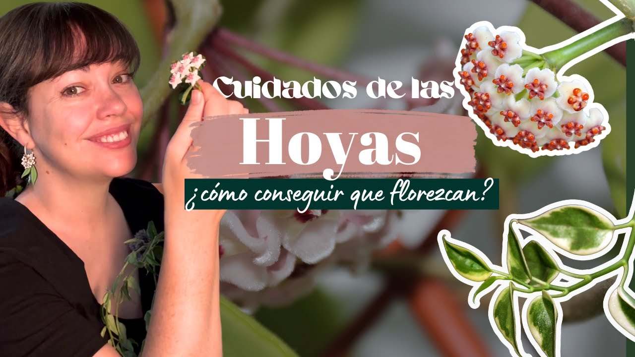 Todo sobre las HOYAS: floración y cuidados.