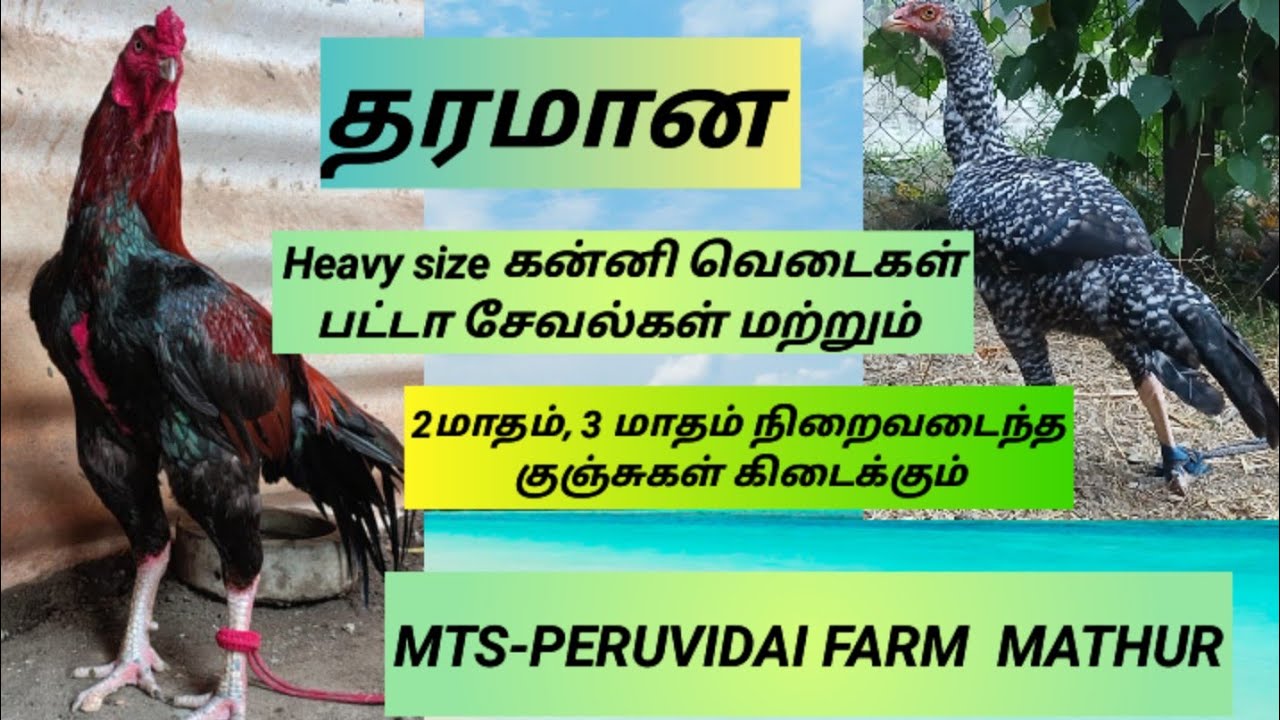 கன்னி வெடைகள் பட்டா சேவல்கள்#விற்பனை#kathikattu#sale#rooster#fighter#chicks