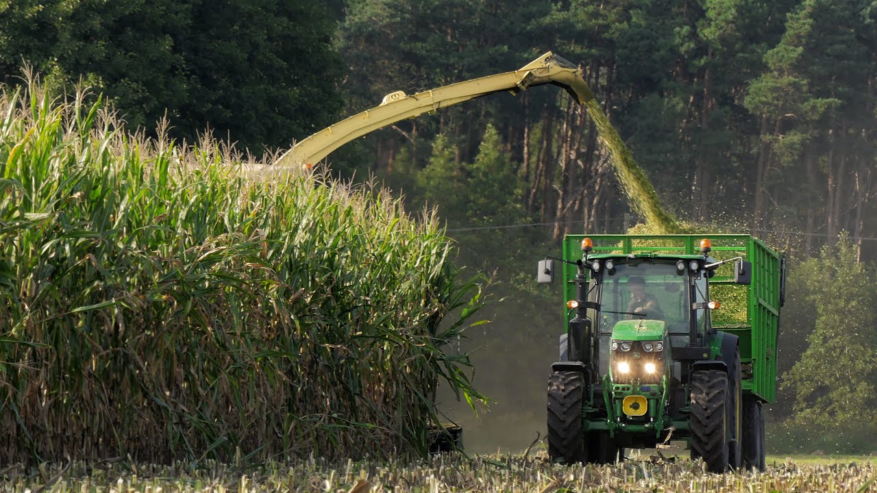 Kukurydza na Kiszonkę 2021 w Wielkopolsce - John Deere|Krone|Krone|Same|Zetor|Fortschritt||