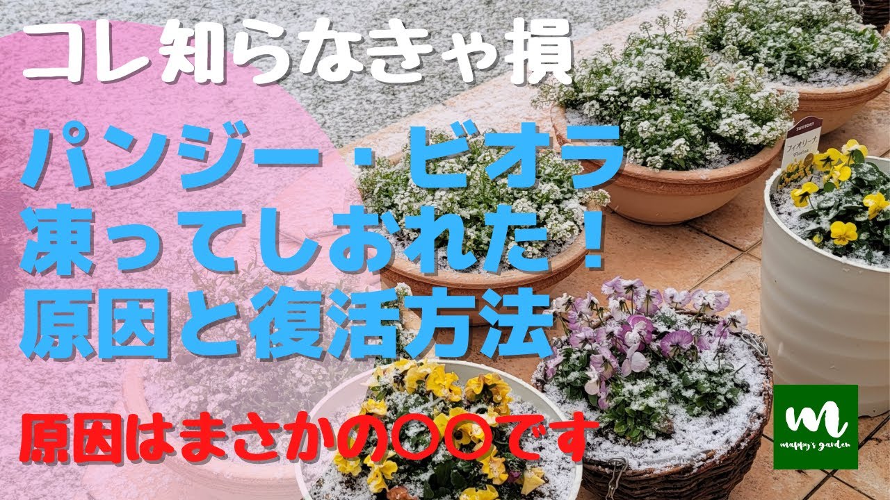 パンジー・ビオラが冬越し中に凍って萎れた！原因と復活方法【冬越し・育て方】