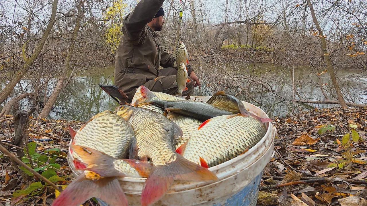 ¡Impresionante pesca de rutilos gigantes con flotador en noviembre! La locura en Astracán