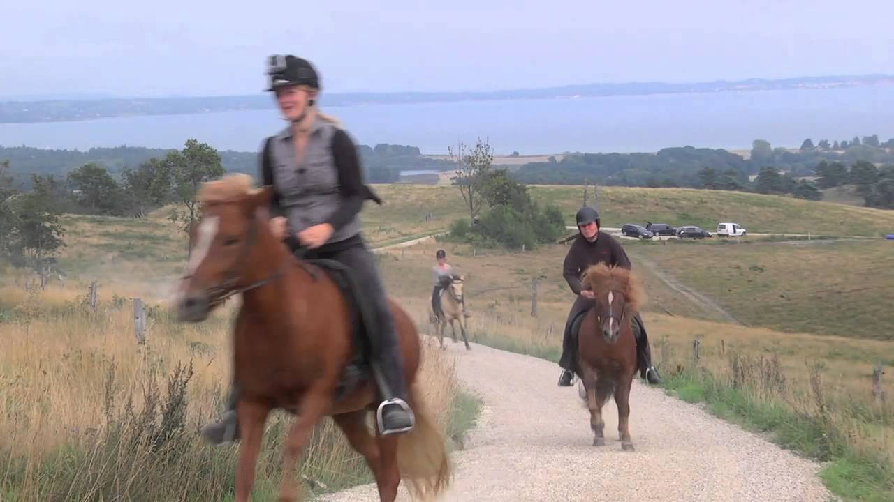 Ridetur med islandske heste