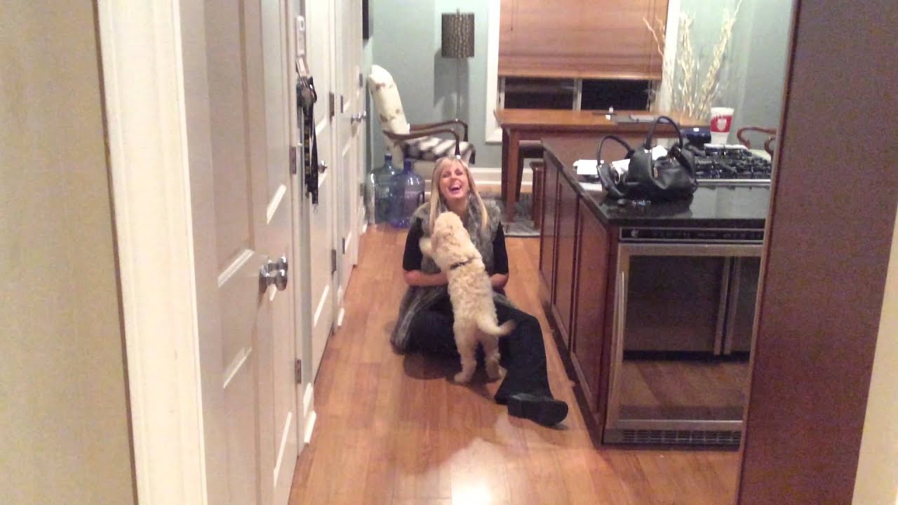 Wife gets a surprise puppy