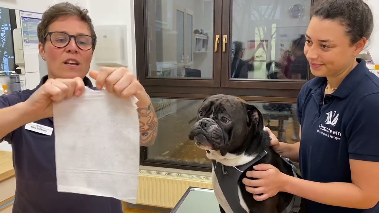 Wie man Hundepfoten mit Feuchttüchern behandelt!