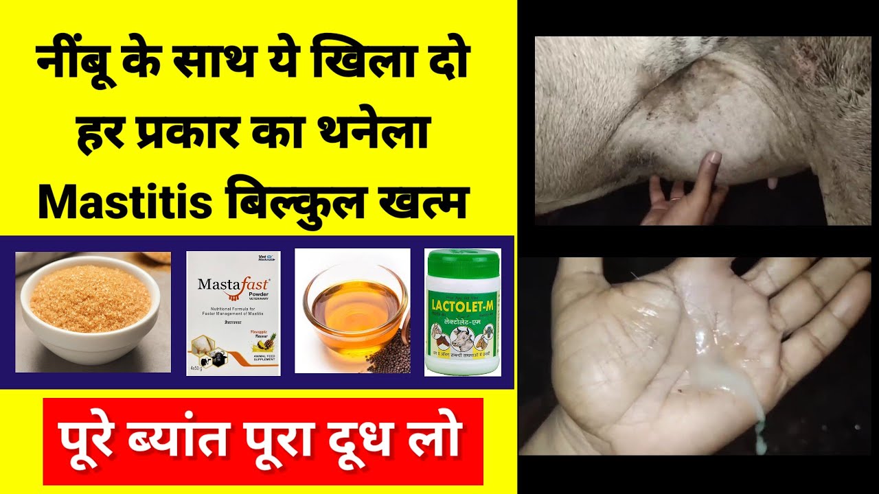 नींबू के साथ ये खिला दो, हर प्रकार का थनेला बिल्कुल खत्म। फिर पूरे ब्यांत पूरा दूध #mastitis #milk