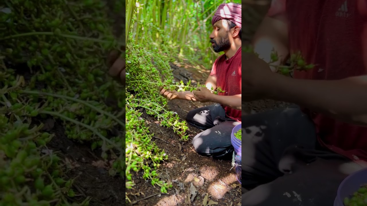 Cardamom cultivation 🌿#cardamom #spices #kerala #nature #work #life #job #tourism #agri