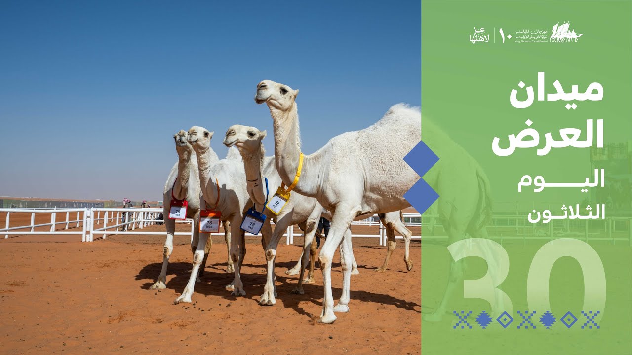 ميدان العرض في اليوم الثلاثون من #مهرجان_الملك_عبدالعزيز_للإبل10