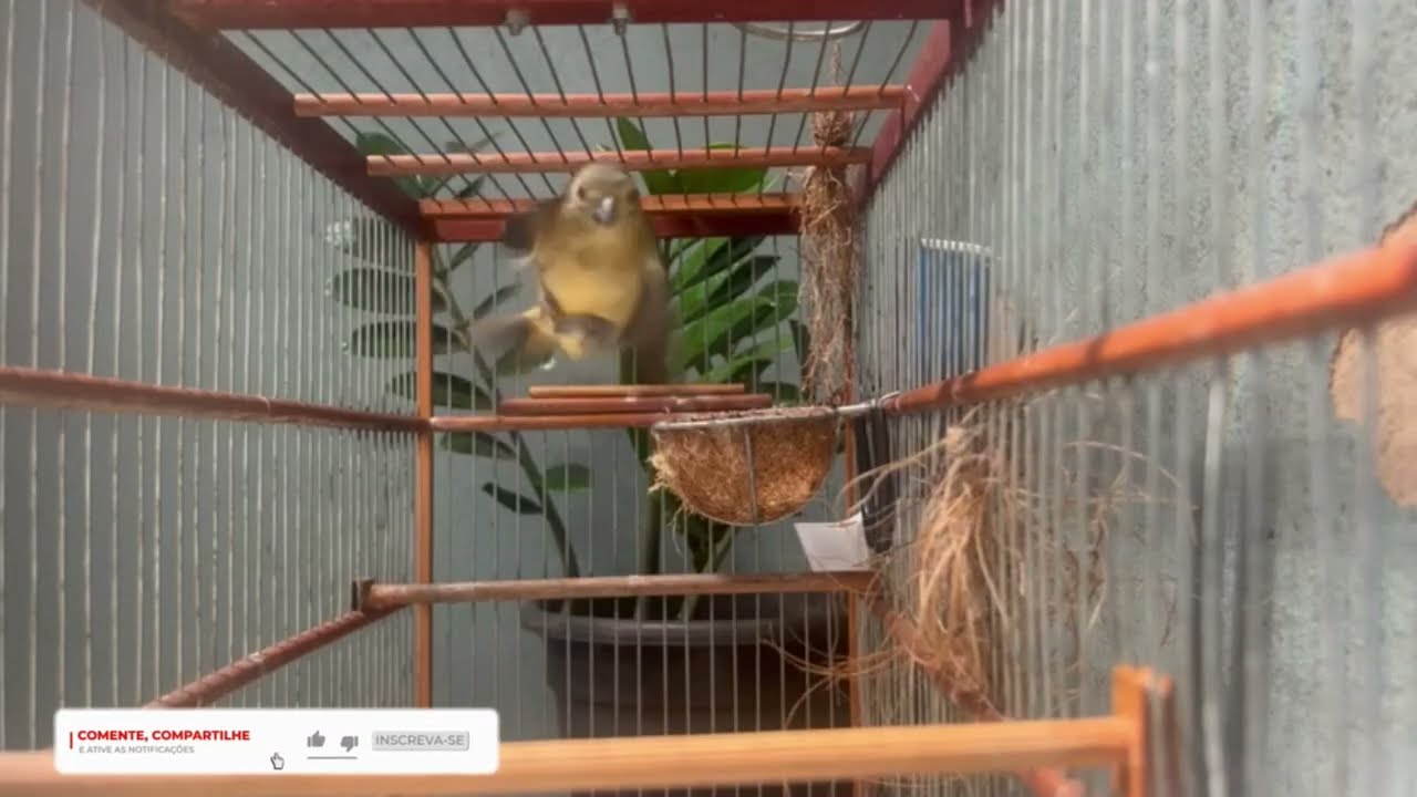 CANTO DE COLEIRO TUI TUI PERFEITO PARA ENCARTE DE PAPA CAPIM ESQUENTAR COLEIRO TUI TUI