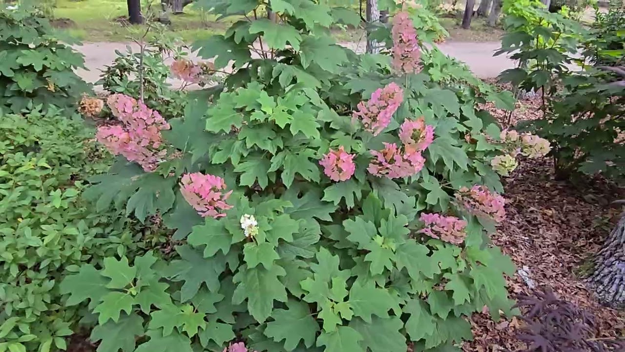 Cape Cod Garden Tour 08/16/25