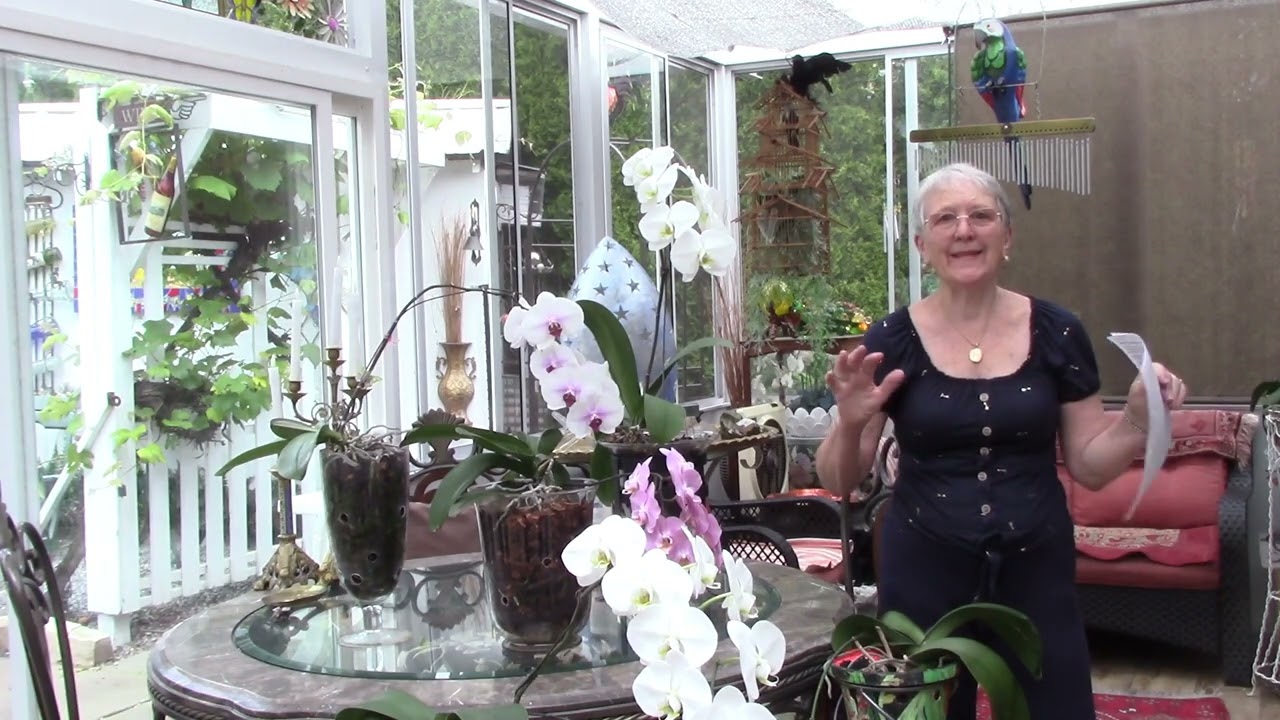 Phalaenopsis Orchid ,  Surprise Basal Keiki