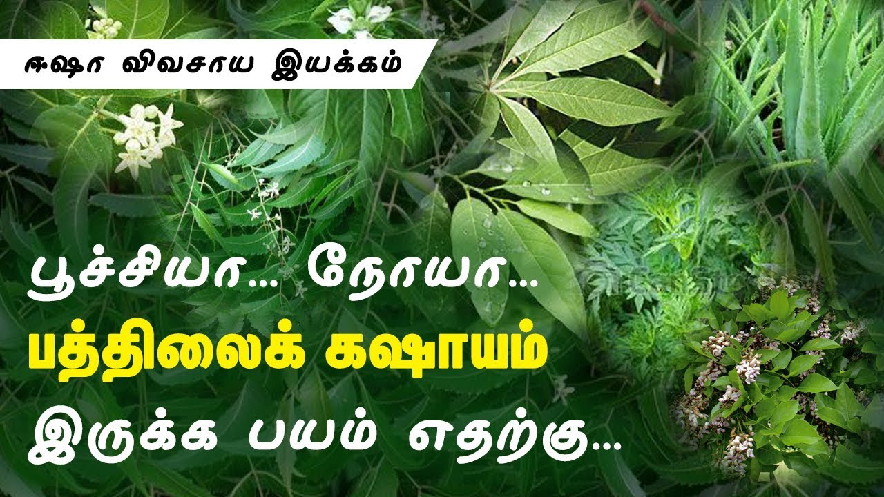 பத்திலைக் கஷாயம்_Pathilai Kasayam