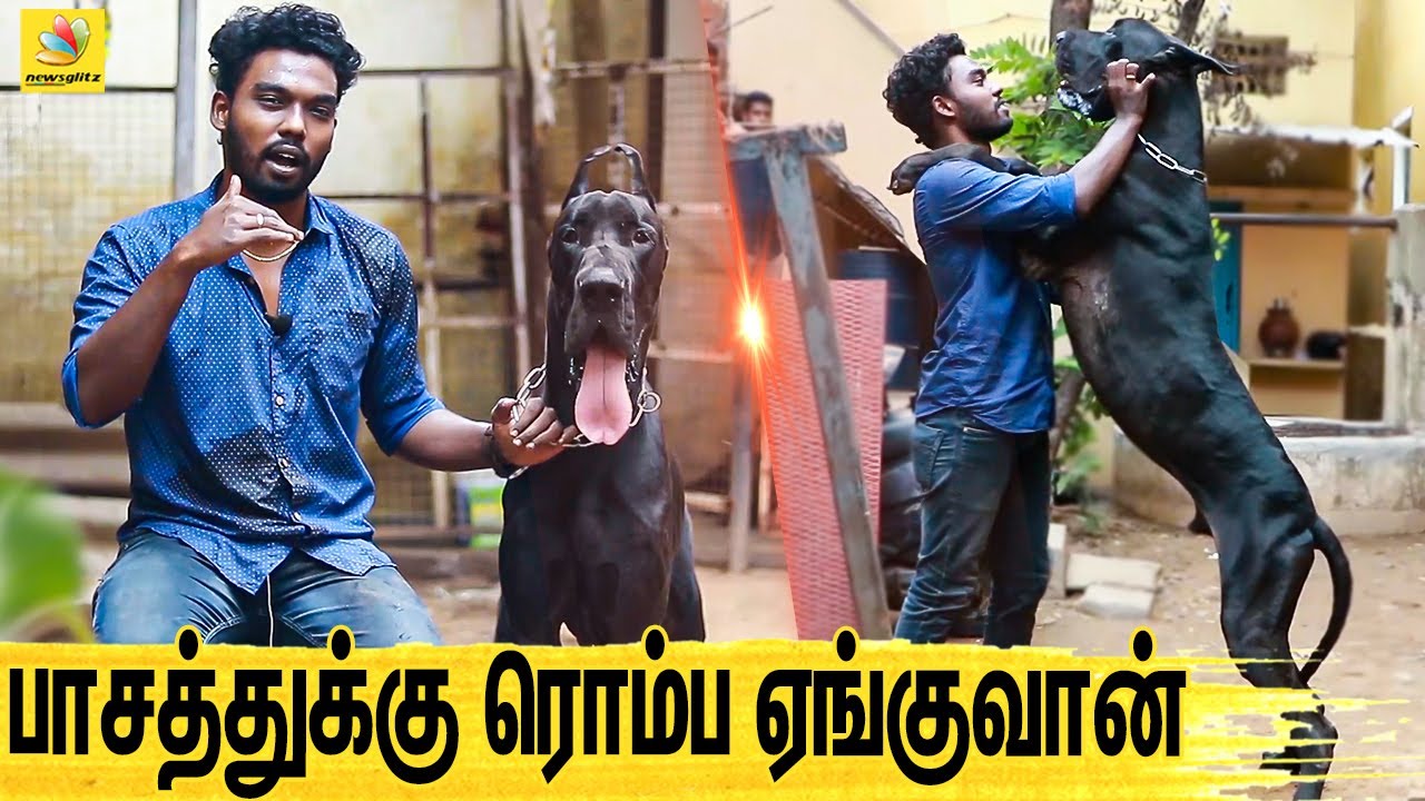குழந்தையை பாத்துக்குற மாதிரி பாத்துக்கணும் : All About Dogs EPISODE - 1 | The Great Dane